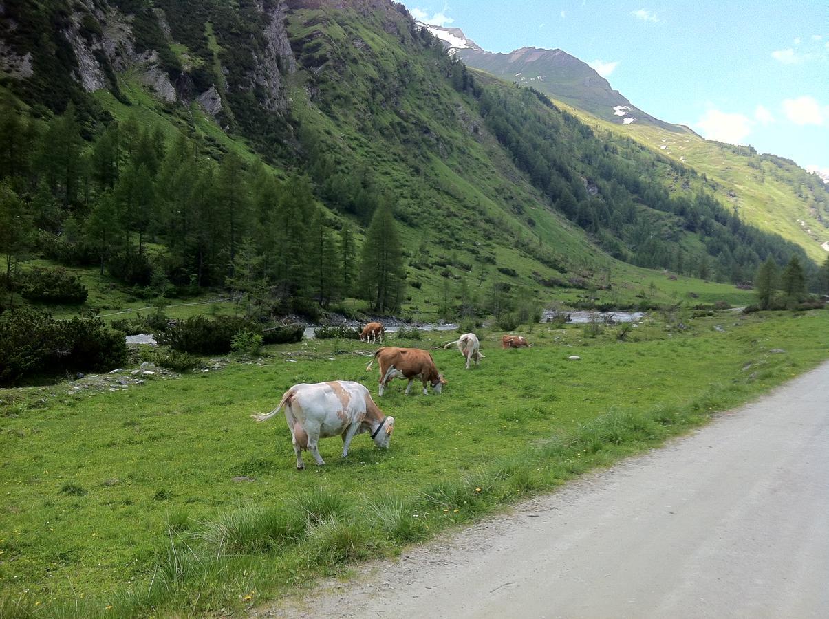 Scol Großglockner